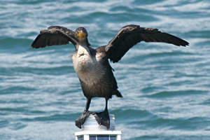 Double Crested Cormorant